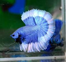 Colors Patterns Betta Aquarium Betta Betta Fish Types