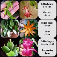 While the thanksgiving and christmas cacti. Der Unterschied Zwischen Weihnachten Ostern Und Erntedankkaktus Ordentliches B Christmas Cactus Plant Christmas Cactus Care Easter Cactus