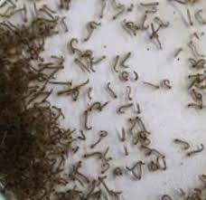 Ingat untuk selalu melakukan upaya pencegahan dan. Jual Jentik Nyamuk Pakan Ikan Di Lapak Black Lotus Bukalapak