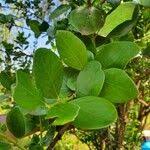 Image result for Acokanthera schimperi