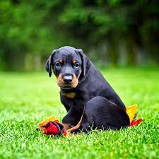 With their breeder, waiting for you! 1 Doberman Puppies For Sale In Phoenix Az Uptown