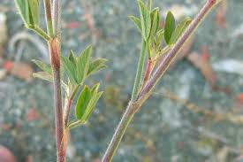 Image result for Stylosanthes