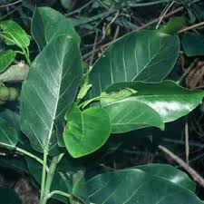 Image result for Ficus bubu