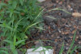 Image result for Aristida effusa