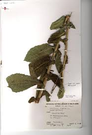 Image result for Lactuca ugandensis
