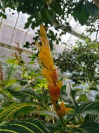 Image result for Sanchezia speciosa