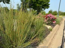 Image result for Schizachyrium claudopus