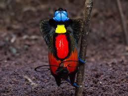 Check spelling or type a new query. Wilson S Bird Of Paradise Ebird