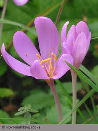 Image result for Colchicaceae