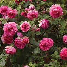 Pretty In Pink Eden Climbing Rose Bush Exhibits All The Same Great Qualities Of The Eden Rose But Is Deep Planting Roses Climbing Roses Climbing Rose Plants