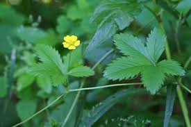 Image result for Rosaceae