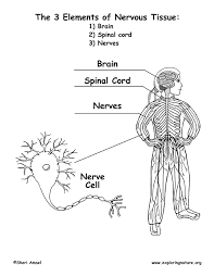 Human nervous system medical vector illustration diagram with parasympathetic, sympathetic nerves and all connected inner organs through brain and spinal cord. Central Nervous System Quotes Quotesgram
