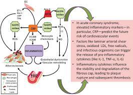C Reactive Protein A Clinical Marker In Cardiovascular Disease Springerlink