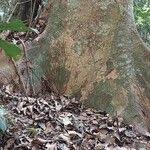 Image result for Khaya grandifoliola