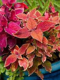 Look at the buds, flowers and leaves. Plants With Colorful Foliage Better Homes Gardens