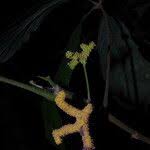 Image result for Myrianthus arboreus