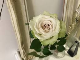 挿し木の手順】バラの切り花を久しぶりに挿しました♪ : のばらのガーデニングブログ Hana and Rose Garden+ Powered by  ライブドアブログ