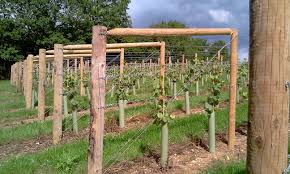 How to build a trellis for vines or vegetables out of pvc pipe. Trellis For Grapes Grape Vine Trellis Grape Trellis Vine Trellis