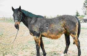 Optimal Diet For Cushing S Disease Horse Illustrated Magazine