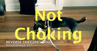 Reverse Sneezing In Dogs Walkerville Vet