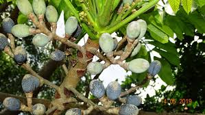 Image result for Canarium