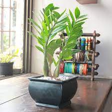 Pin On Plants For Dark Living Rooms