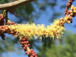 Image result for Dicoma galpinii