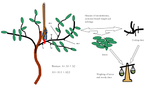 Image result for Pterocarpus lucens