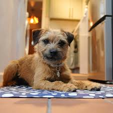 Image result for border teriér