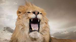 Maybe you would like to learn more about one of these? Bbc Earth The World S Loudest Animal Might Surprise You