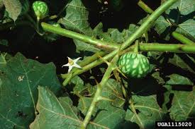 Image result for Solanum viarum