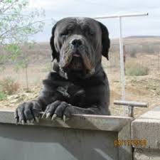 * = up to date shots and vaccinations. Boerboels Boerboel Breeders In South Africa