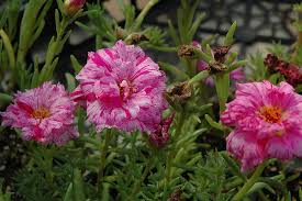 Image result for Portulaca