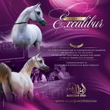 Al Saqran Congratulate Lr Era De Excalibur Yearling Filly Nations Cup