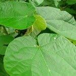 Image result for Neoboutonia