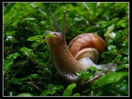 pin by takako oxenlowe on snails slugs all good luck snail pet snails mollusca