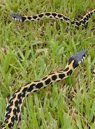 Black Necked Garter Snake Reptiles And Amphibians Beautiful Snakes