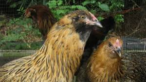 I don't even know what they are called but would love to what they are so i can search for them. My Experience Raising Ameraucana And Easter Egg Chickens From Pullets To Hens Pethelpful