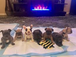 … is a cute little female born 9/27. A Quality French Bulldog Puppies By Tc Home Facebook