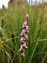 Image result for Disa brevicornis