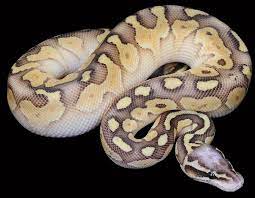 Pin By Destyni Oliven On Reptiles Ball Python Morphs Ball Python Cute Snake
