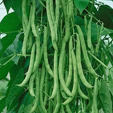 Kentucky wonder pole beans trellis. Why Pole Beans Belong In Your Garden
