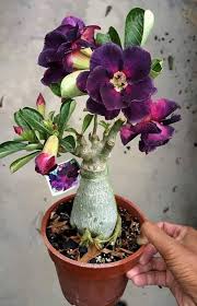 Image result for Adenium