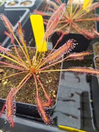 Image result for Drosera pilosa