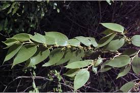 Image result for Trema sp A