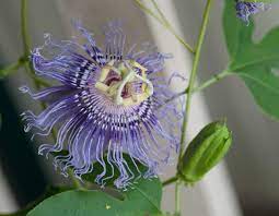 Check spelling or type a new query. Passion Flower Missouri Department Of Conservation