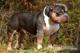 The Ultimate Dog Food Supplement Guide For Your American Bully American Bully Pitbulls Dogs