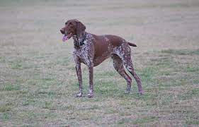 German Shorthaired Pointers Lifespan Canna Pet