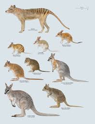 Extinct Marsupials In The Last 200 Years From The Newly Released Handbook Of The Mammals Of The World Volume 5 Monotremes And Animals Extinct Animals Mammals