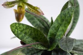 Image result for Paphiopedilum